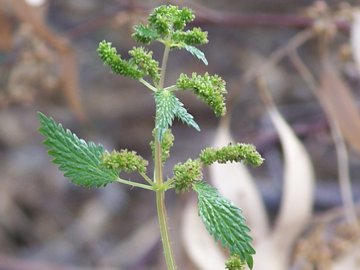 Urtica urens